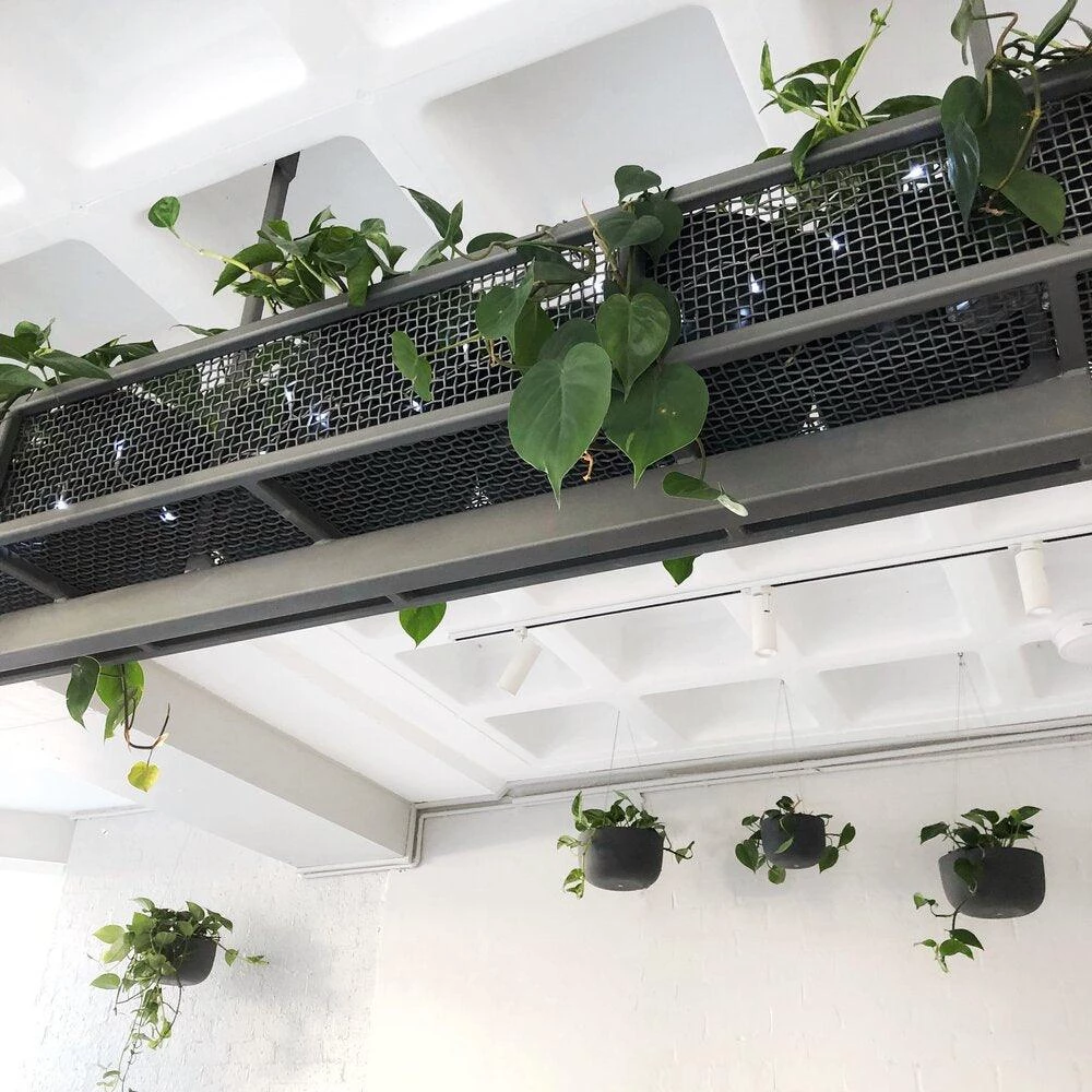 THE PLANT SOCIETY Raw Earth Hanging Planters By Angus & Celeste 5 THE PLANT SOCIETY Raw Earth Hanging Planters By Angus & Celeste