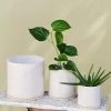 THE PLANT SOCIETY White Bench Planter By Jenn Johnston