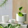 THE PLANT SOCIETY White Collectors Gro Pot By Angus & Celeste