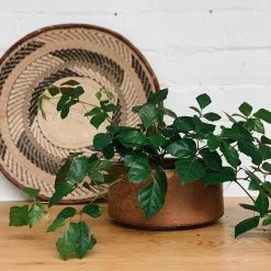 THE PLANT SOCIETY Ochre Drift Planter By Arcadia Scott