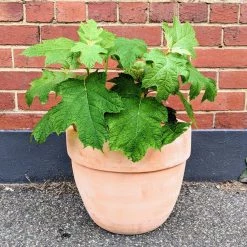 THE PLANT SOCIETY Hydrangea 'Quercifolia Alice' Balcony & Courtyard Plants