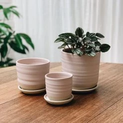 THE PLANT SOCIETY Straight Planter By Katherine Mahoney All Planters