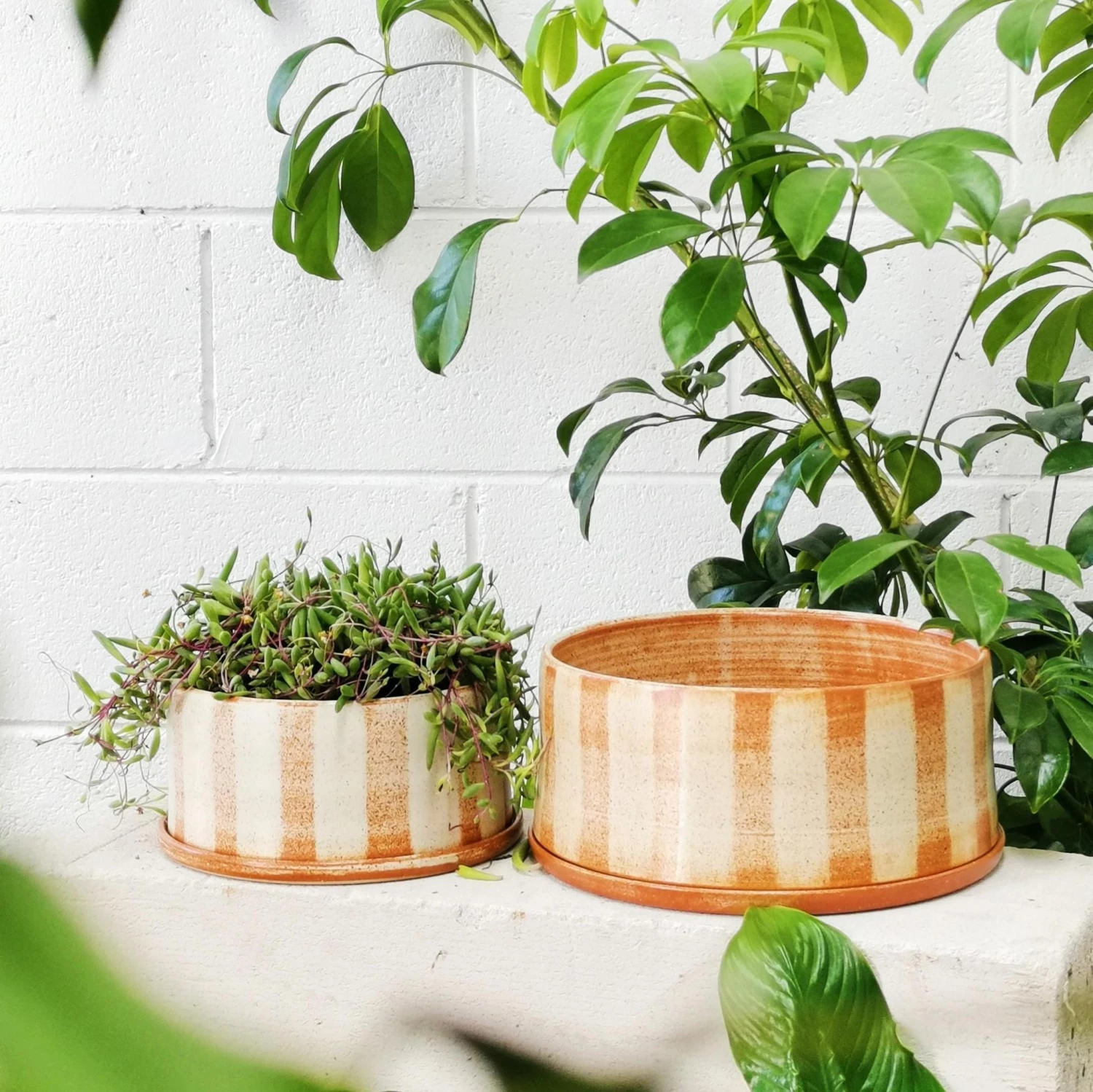 THE PLANT SOCIETY Fat Stripe Rust Planter By Arcadia Scott All Planters 4 THE PLANT SOCIETY Fat Stripe Rust Planter By Arcadia Scott All Planters