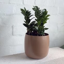 THE PLANT SOCIETY Zanzibar Gem (Zamioculcas Zamiifolia 'Zenzii')