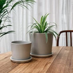 THE PLANT SOCIETY Small Planters Botanical Family Pot In Light Grey By HAY