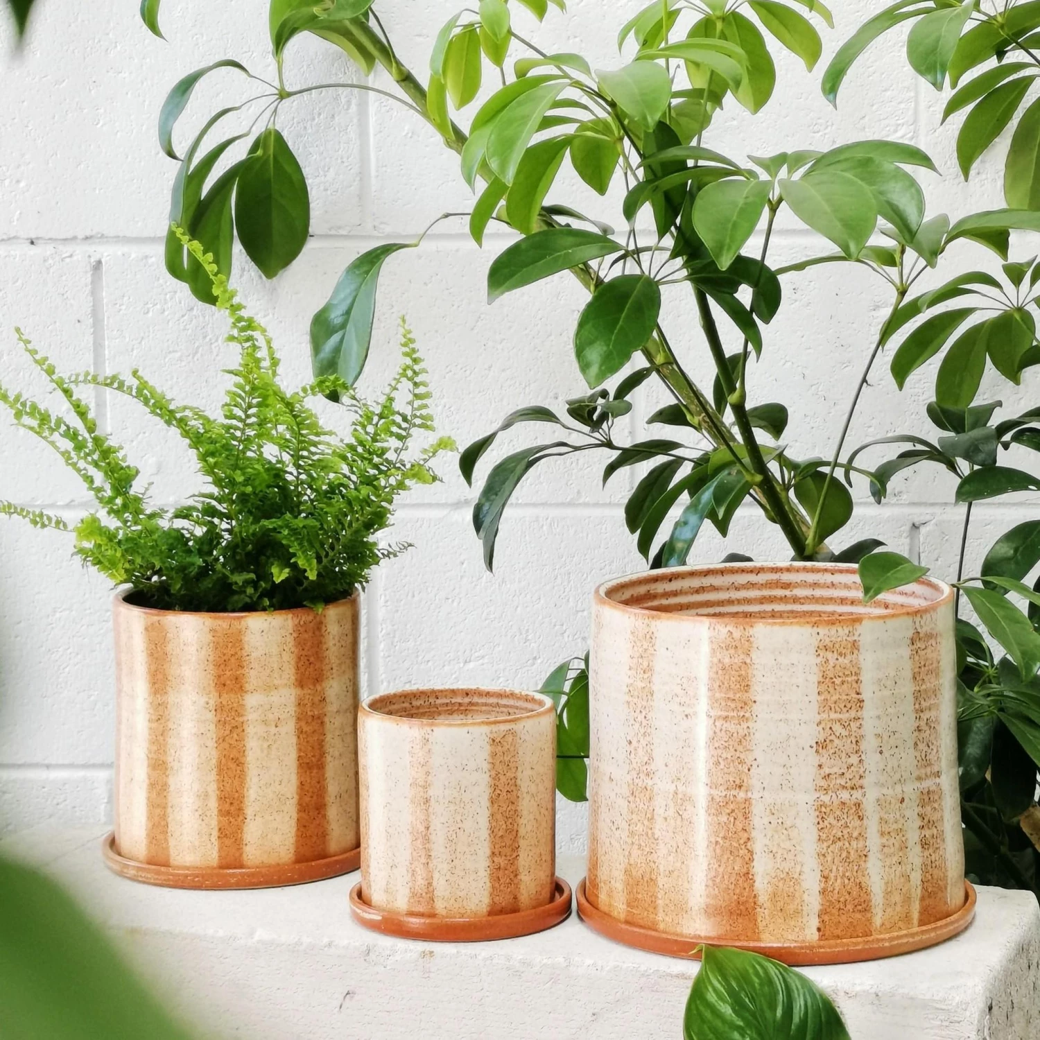 THE PLANT SOCIETY Fat Stripe Rust Planter By Arcadia Scott All Planters 3 THE PLANT SOCIETY Fat Stripe Rust Planter By Arcadia Scott All Planters