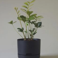 THE PLANT SOCIETY Self Watering Planter 215mm By Mr Kitly Small Planters