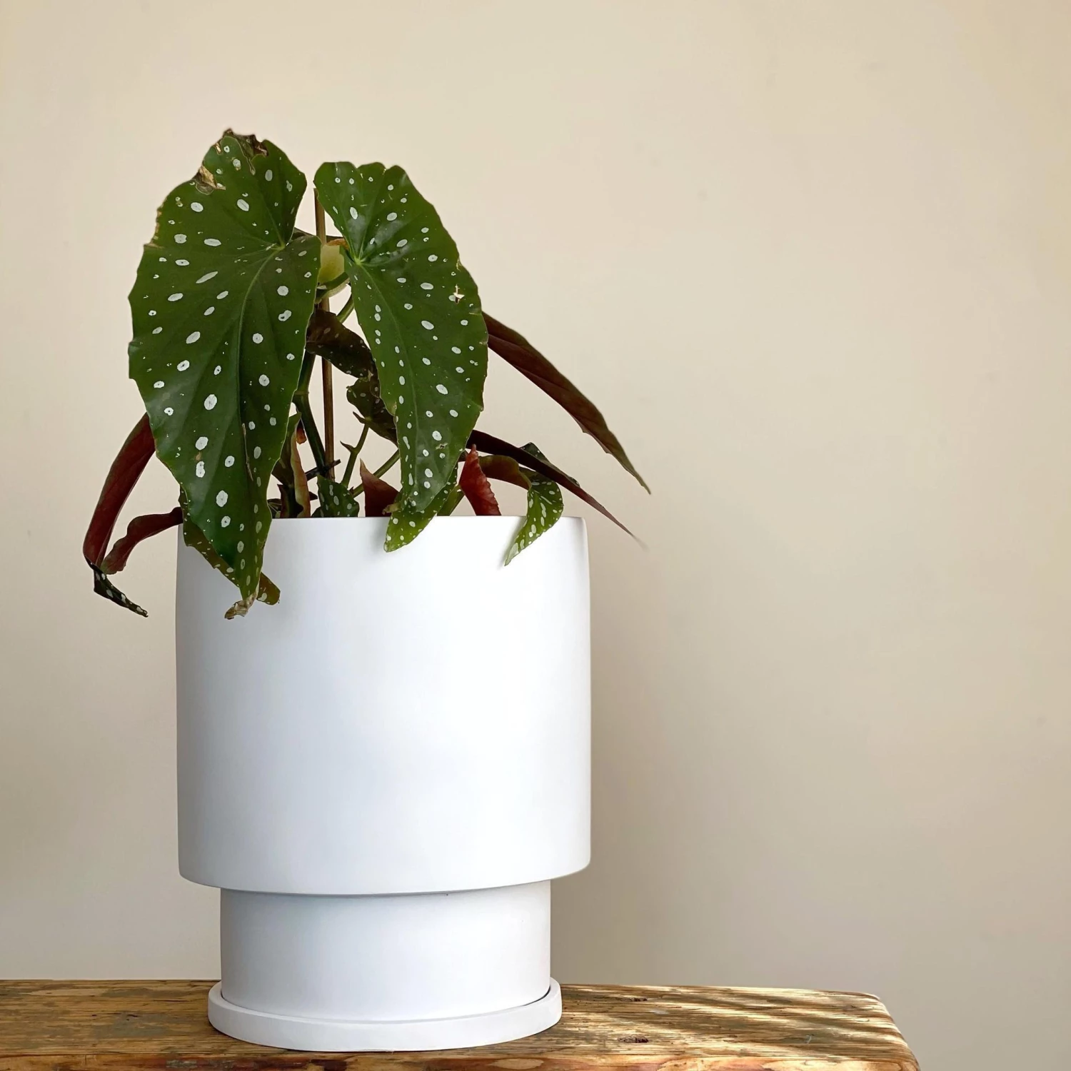 Totem Collection By The Plant Society Midi Low Tower Planter By The Plant Society X Capra Designs- Totem Collection - 5 Totem Collection By The Plant Society Midi Low Tower Planter By The Plant Society X Capra Designs- Totem Collection -