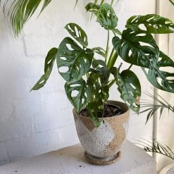 THE PLANT SOCIETY Cross Round Planter By Lisa Peri