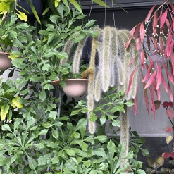 THE PLANT SOCIETY Easy Care Plants Monkey Tail Cactus (Cleistocactus Colademononis)