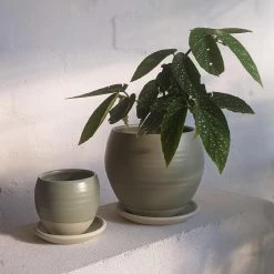 THE PLANT SOCIETY Round Planter By Katherine Mahoney