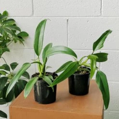 THE PLANT SOCIETY Easy Care Plants Wolf's Head Philodendron (Philodendron Panduriforme)