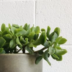 THE PLANT SOCIETY Ruffle Jade (Crassula Undulata)