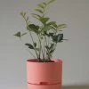 THE PLANT SOCIETY Self Watering Planter 215mm By Mr Kitly Small Planters