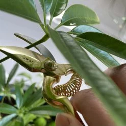 The Plant Society X Toyama Hamono Mini Secateurs