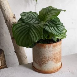 THE PLANT SOCIETY Peacock Plant (Calathea Orbifolia)