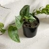 THE PLANT SOCIETY Satin Pothos (Scindapsus Pictus Morning 'Silver Satin')