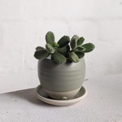 THE PLANT SOCIETY Round Planter By Katherine Mahoney