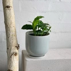 THE PLANT SOCIETY Zebra Plant (Calathea Zebrina)