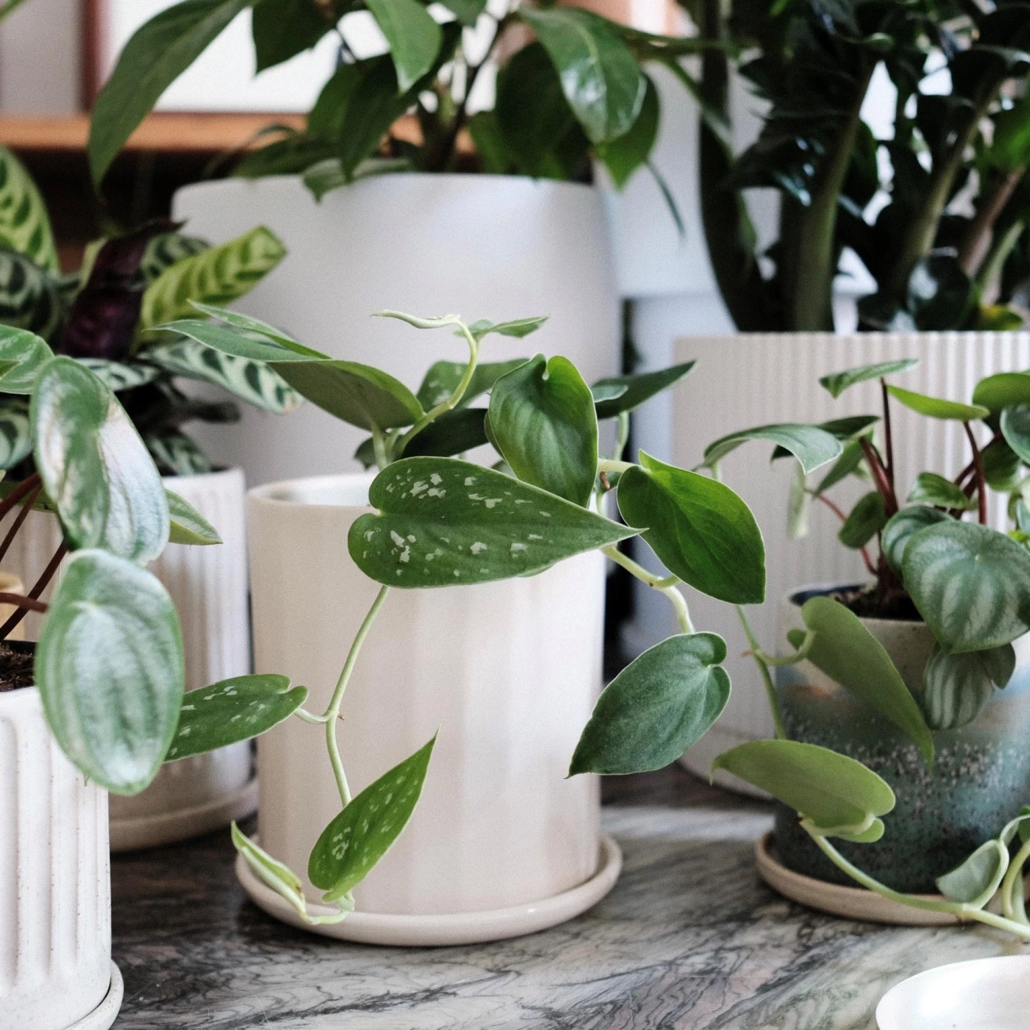 THE PLANT SOCIETY Satin Pothos (Scindapsus Pictus Argyraeus) 3 THE PLANT SOCIETY Satin Pothos (Scindapsus Pictus Argyraeus)