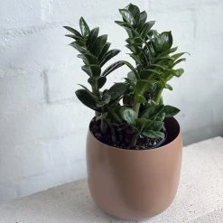 THE PLANT SOCIETY Zanzibar Gem (Zamioculcas Zamiifolia 'Zenzii')