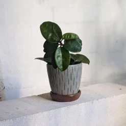 THE PLANT SOCIETY All Planters Green Vertical Carved Wood Fired Planter By Sandra Bowkett