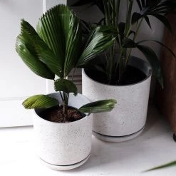 THE PLANT SOCIETY Ruffled Fan Palm (Licuala Grandis) All Plants