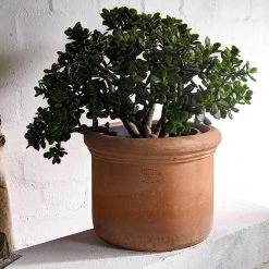 THE PLANT SOCIETY Crassula Ovata 'Minima'