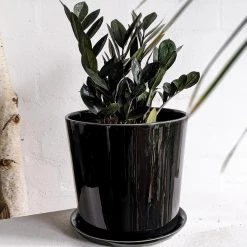 THE PLANT SOCIETY Easy Care Plants Zamioculcas Zamifolia 'Jungle Warrior' (Zanzibar Gem)
