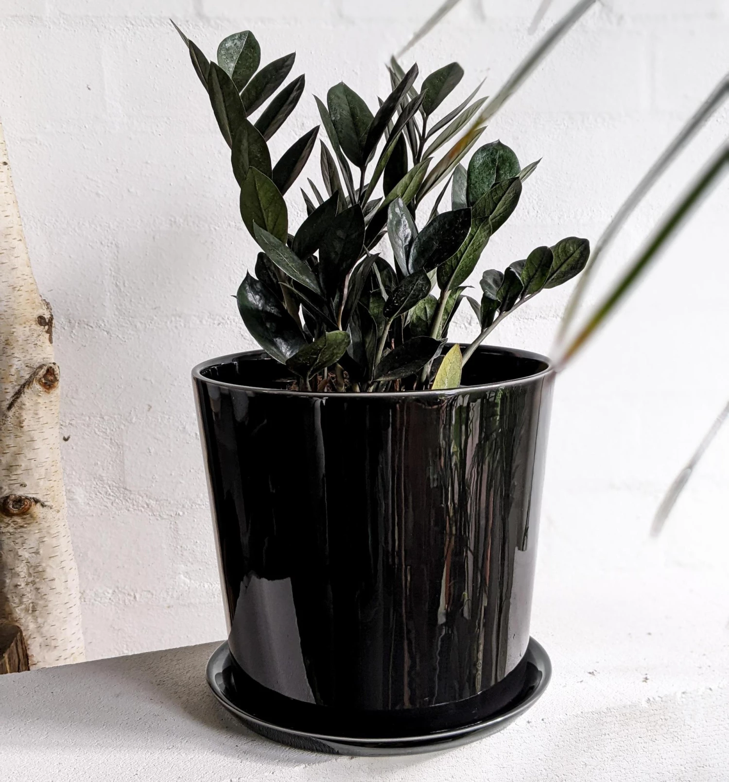 THE PLANT SOCIETY Easy Care Plants Zamioculcas Zamifolia 'Jungle Warrior' (Zanzibar Gem) 4 THE PLANT SOCIETY Easy Care Plants Zamioculcas Zamifolia 'Jungle Warrior' (Zanzibar Gem)