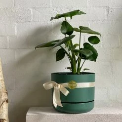 THE PLANT SOCIETY Fruit Salad Plant (Monstera Deliciosa) In 250mm Self Watering Planter