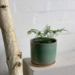 THE PLANT SOCIETY Rabbit's Foot Fern (Davallia Fejeensis) Medium Care Plants