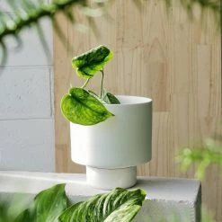 THE PLANT SOCIETY White Collectors Gro Pot By Angus & Celeste