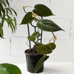 THE PLANT SOCIETY Philodendron Micans All Plants