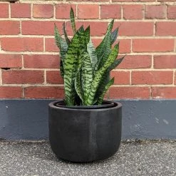 THE PLANT SOCIETY Snake Plant Green (Sansevieria Trifasciata 'Robusta') Easy Care Plants