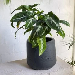 THE PLANT SOCIETY Green Velvet Arrowhead Plant (Syngonium Podophyllum Wendlandii) Plants For Bright Light