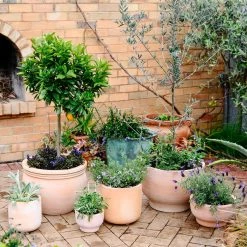 Terracotta Collection By The Plant Society Terracotta Planters