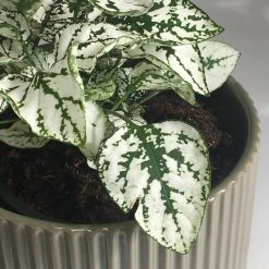 THE PLANT SOCIETY Fittonia (Nerve Plant)