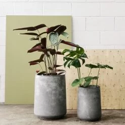 THE PLANT SOCIETY ONLINE OUTPOST Large Planters Tapered Planter In Cement Grey