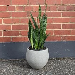 THE PLANT SOCIETY Snake Plant Green (Sansevieria Trifasciata 'Robusta') Easy Care Plants