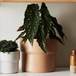 THE PLANT SOCIETY Basil Planter In Earth By Evergreen Collective