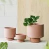 THE PLANT SOCIETY Ochre Collectors Gro Pot By Angus & Celeste Small Planters
