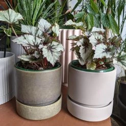 THE PLANT SOCIETY Painted Leaf Begonia (Begonia Rex)