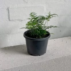 THE PLANT SOCIETY Rabbit's Foot Fern (Davallia Fejeensis) Medium Care Plants