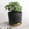 THE PLANT SOCIETY Pixie Arrowhead Plant (Syngonium Podophyllum 'Pixie')