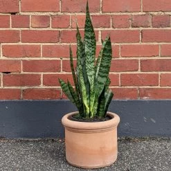 THE PLANT SOCIETY Snake Plant Green (Sansevieria Trifasciata 'Robusta') Easy Care Plants