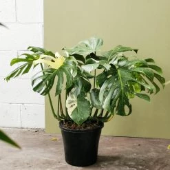 THE PLANT SOCIETY Easy Care Plants Variegated Monstera (Monstera Deliciosa 'thai Constellation')