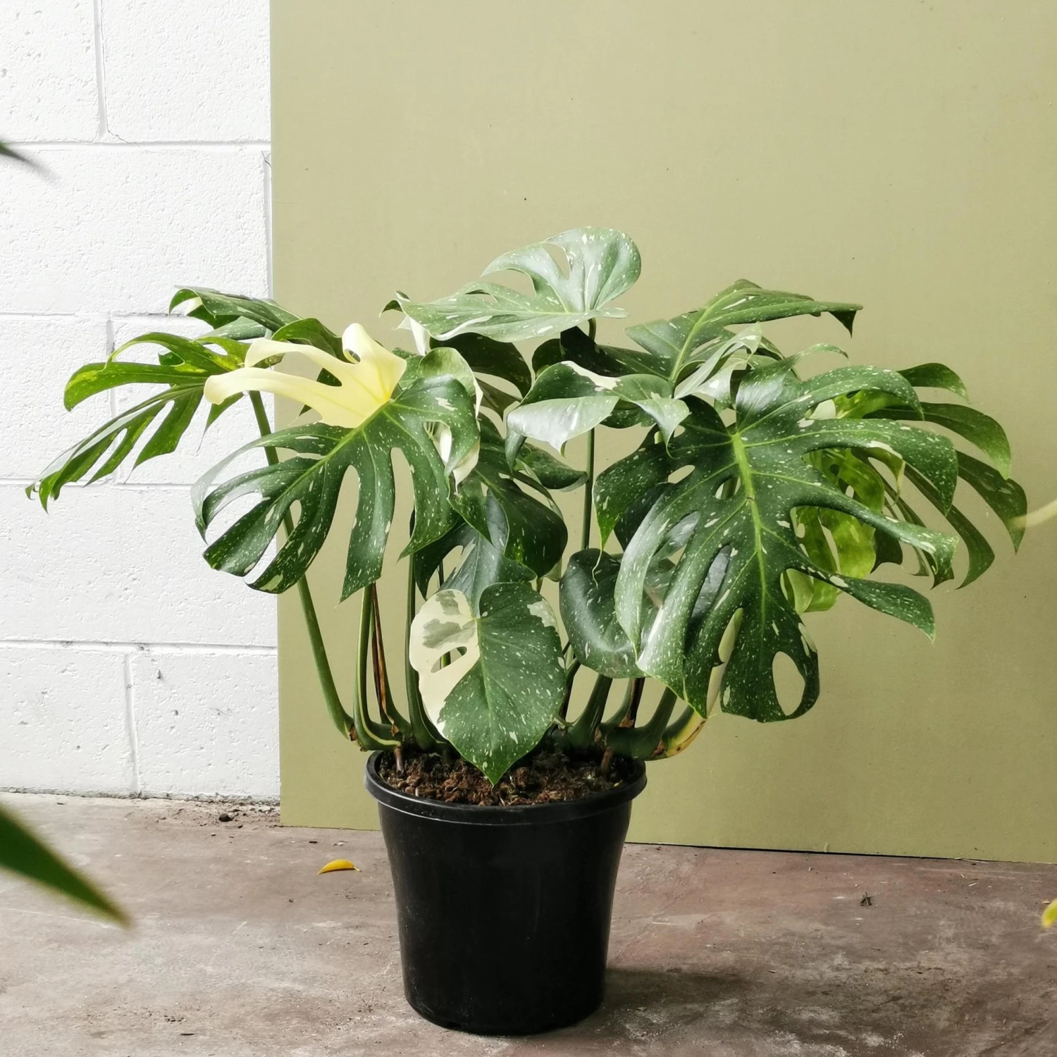 THE PLANT SOCIETY Easy Care Plants Variegated Monstera (Monstera Deliciosa 'thai Constellation') 5 THE PLANT SOCIETY Easy Care Plants Variegated Monstera (Monstera Deliciosa 'thai Constellation')