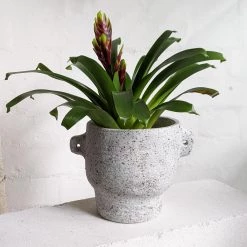 THE PLANT SOCIETY All Planters Niobium Planter By Buzzby & Fang