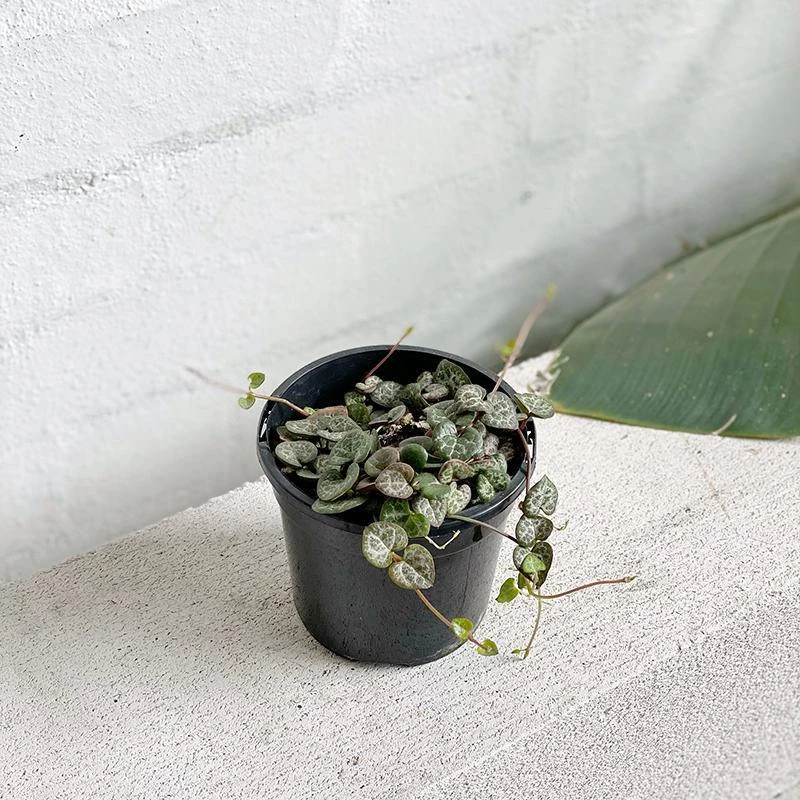 THE PLANT SOCIETY Chain Of Hearts (Ceropegia Woodii) Balcony & Courtyard Plants 3 THE PLANT SOCIETY Chain Of Hearts (Ceropegia Woodii) Balcony & Courtyard Plants